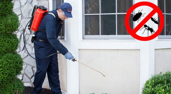 Üzümlü Bit İlaçlama böcek ilaçlama ve haşere kontrolü — ilaclama-tr.com